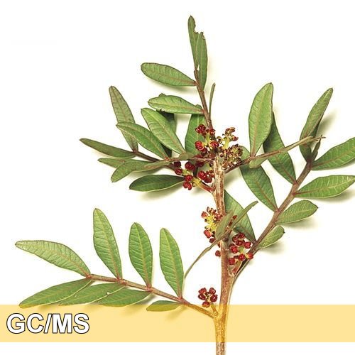 暫時停售 - Mastic-熏陸香